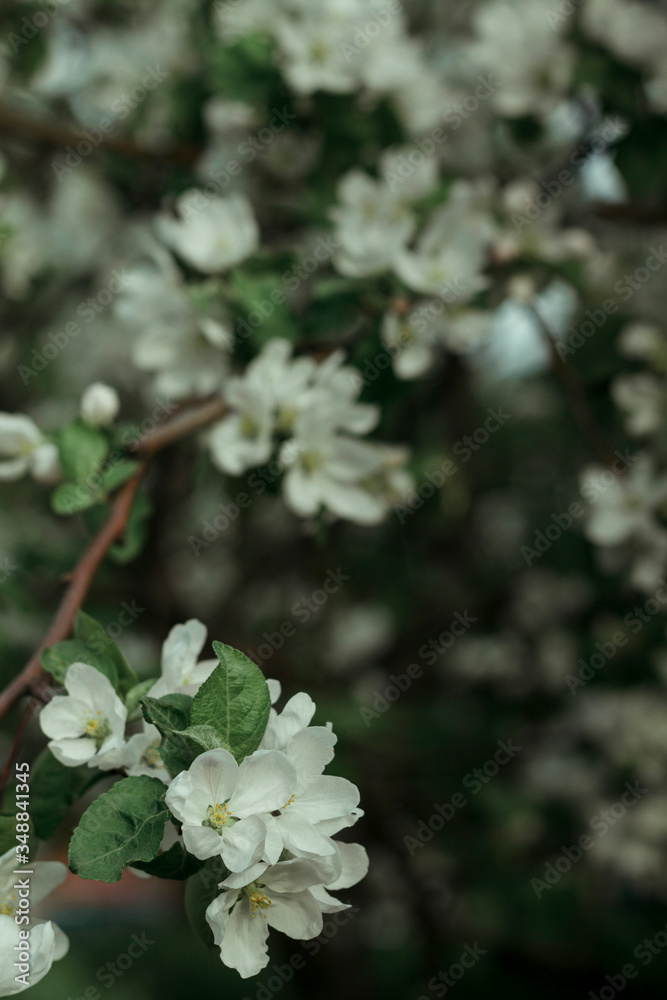 White flowers of apple trees blossomed on tree branches in spring.
