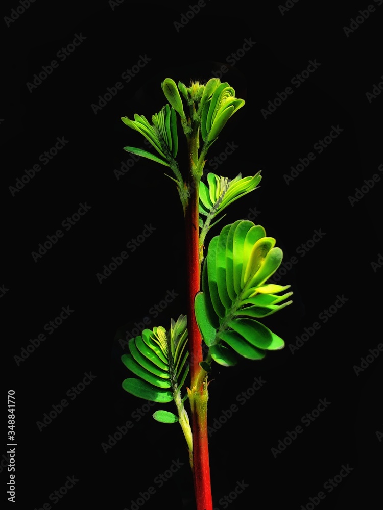 Fototapeta premium Beautiful Leaf