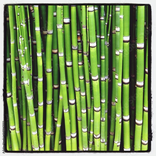 Photographie Detail Shot Of Green Bamboos