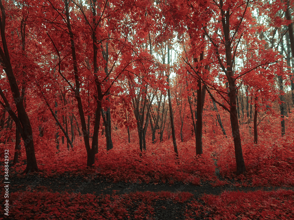 red autumn forest in the morning