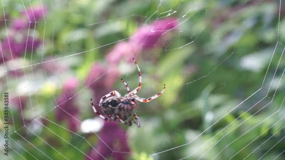 A large red and white spider weaves a web on a tree A large red and white spider weaves a web on a tree