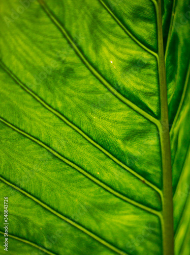 The veins in a leaf 