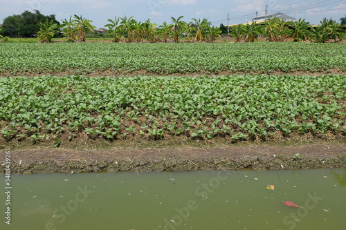 Summer kale farm on the outskirts