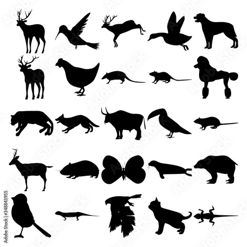 Set of 25 animals. Colibri, Duck, Elk, Chicken, Armadillo, Poodle, Cougar, Dog, Bull, Toucan, Rat, Deer, Syrian Hamster, Butterfly, Seal, Grizzly Bear, Bird, Goshawk, Kitten, Lizard. photo