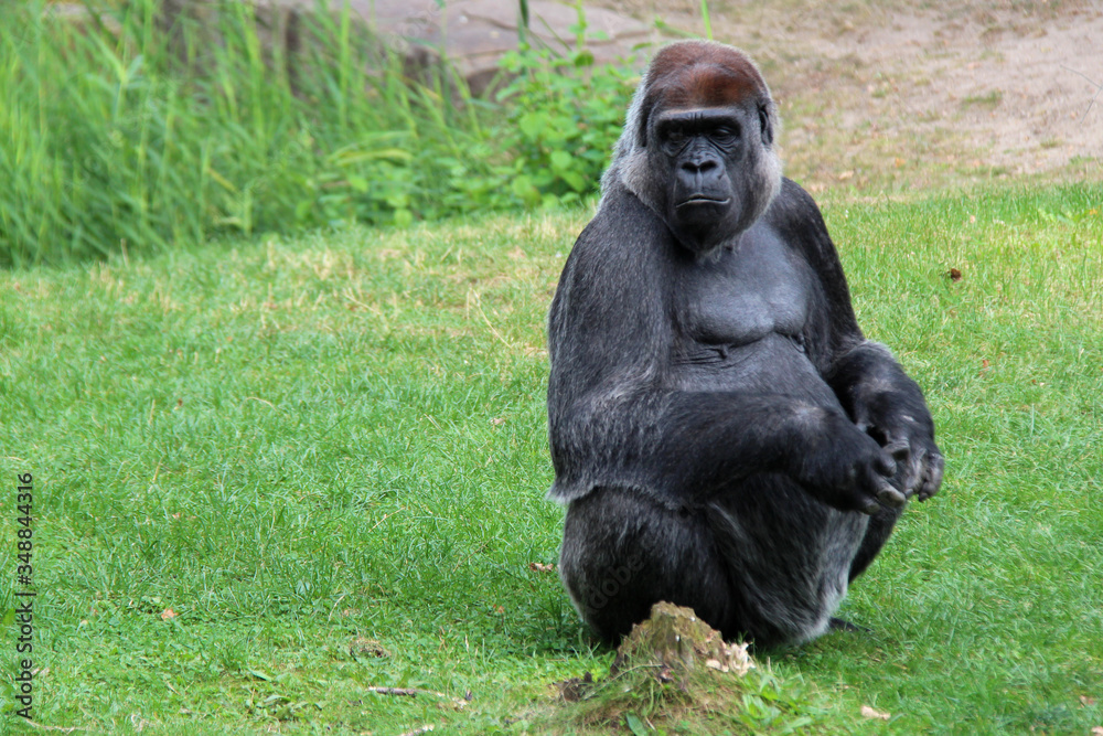 gorilla in a zoo in berlin (germany) gorilla in a zoo in berlin (germany)