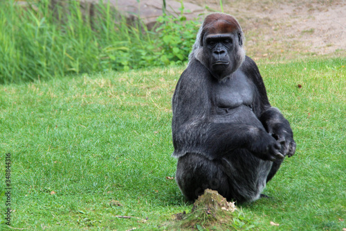 gorilla in a zoo in berlin (germany)  © frdric