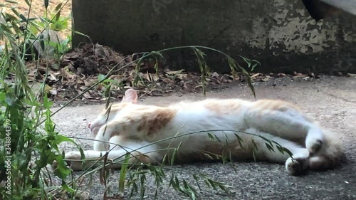 ごろごろとリラックスする野良猫の動画