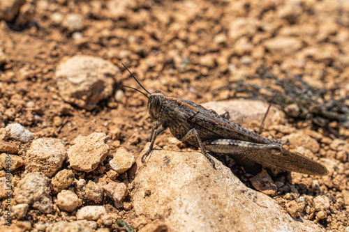 Trimerotropis pallidipennis is a pale winged grasshopper similar to a locust insect known as a pest. Close-up © svetograph