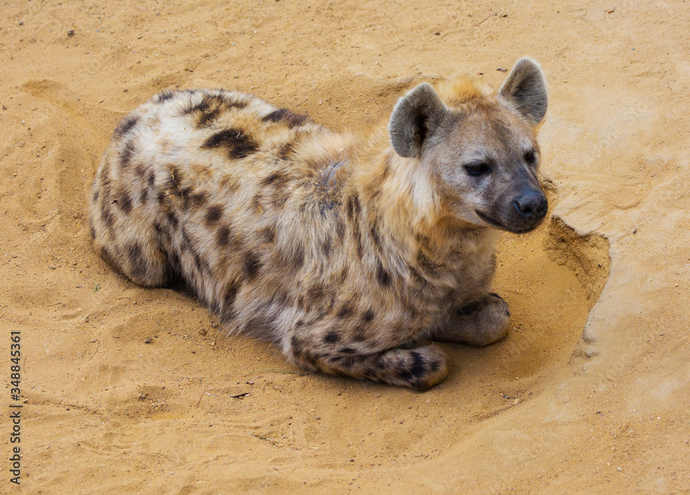 Hyena resting in sand in desert Hyena resting in sand in desert