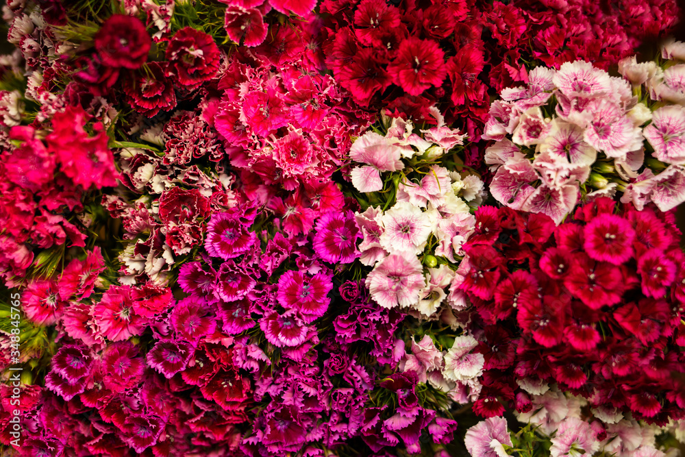 Fototapeta premium Colorful fresh flowers close-up. View from above.
