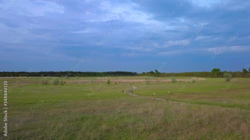 Wild Bird life in the natural environment. White storks on a green meadow. The view from the flying drone. Ukrane. 4K Wild Bird life in the natural environment. White storks on a green meadow. The view from the flying drone. Ukrane. 4K