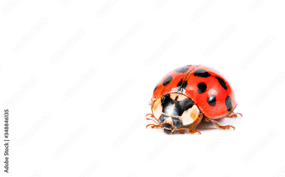 ladybug on a white background ladybug on a white background