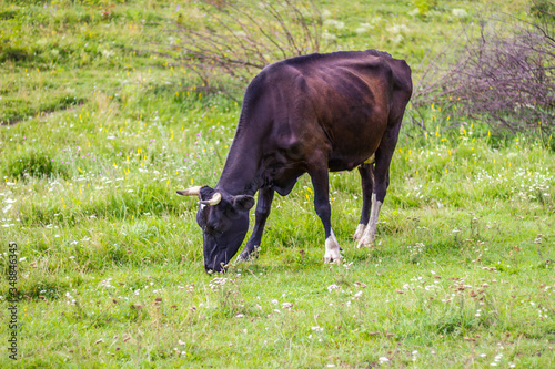 Black cow eating fresh green grass in the field on a bright sunny day. Cow in the pasture. Closeup of cow walking on lawn. Cattle on pasture. Farming concept.