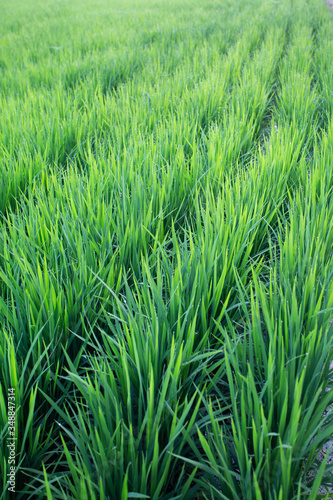 成長している青々とした稲の風景