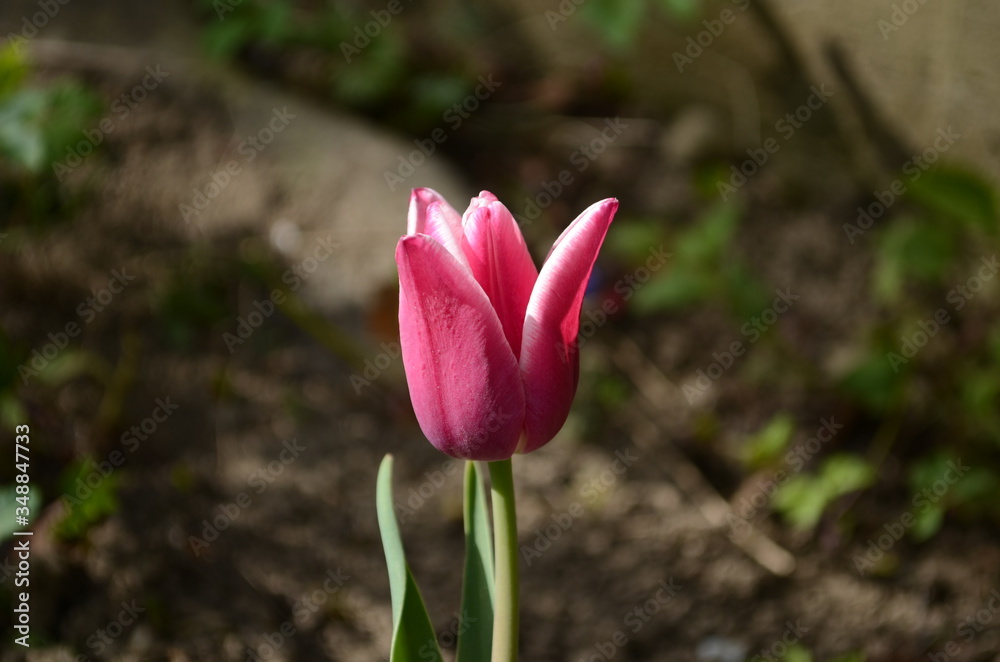 Top view of one vivid pink tulip in a garden in a sunny spring day, beautiful outdoor floral background photographed with soft focus Top view of one vivid pink tulip in a garden in a sunny spring day, beautiful outdoor floral background photographed with soft focus