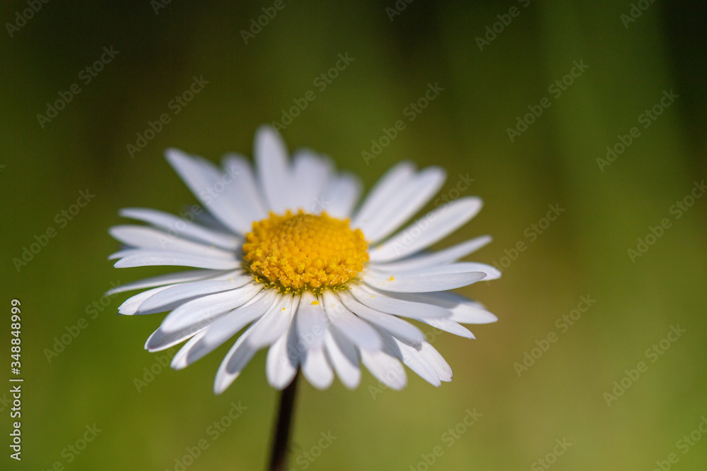 Fototapeta premium Margherite in fiore