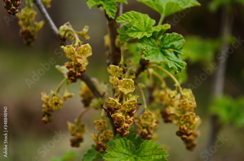 Blooming. Black currant flowers close-up. Yellow flowers of a berry bush. Black currant.