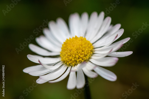 Margherite in fiore