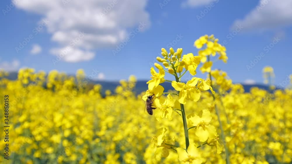 the bee has
collected their nectar and flies away from the flower at a leisurely pace the bee has
collected their nectar and flies away from the flower at a leisurely pace