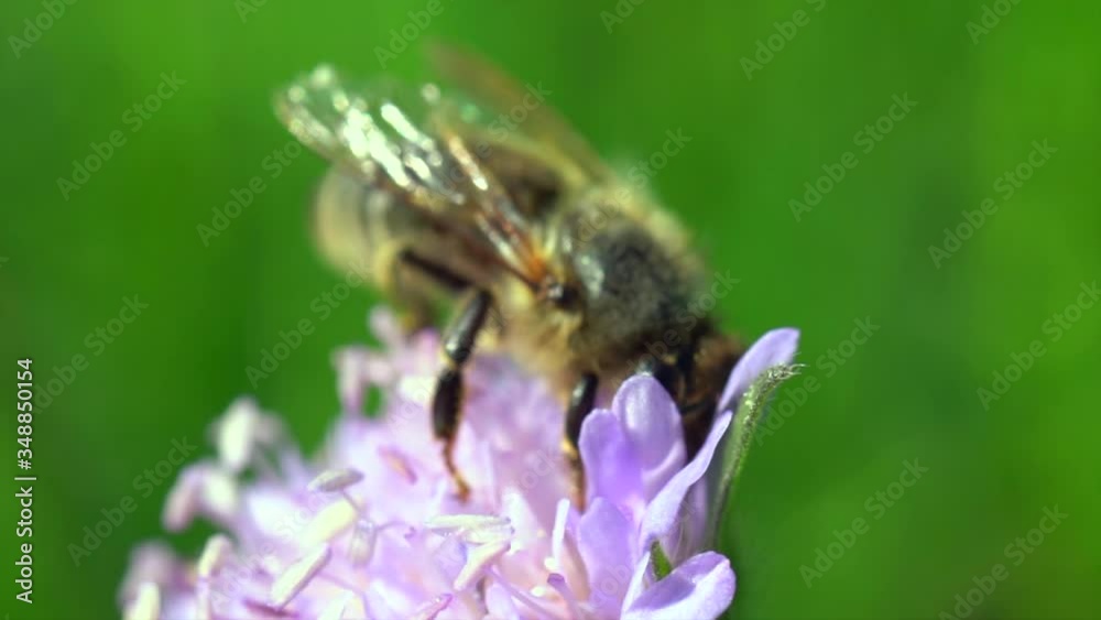 Macro shot of hard working bee in flower during pollination process in summer Macro shot of hard working bee in flower during pollination process in summer