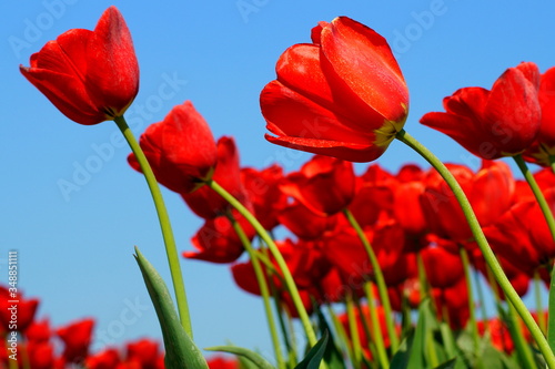 Rote Tulpen   wir biegen uns im Wind 