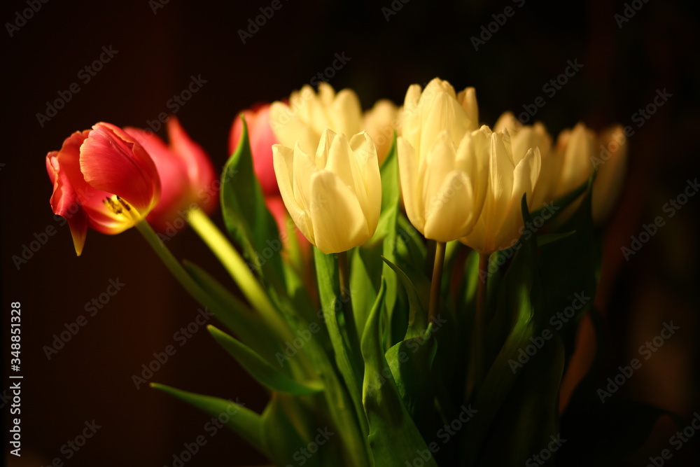 Fototapeta premium Bouquet of red and white tulips in the dark room