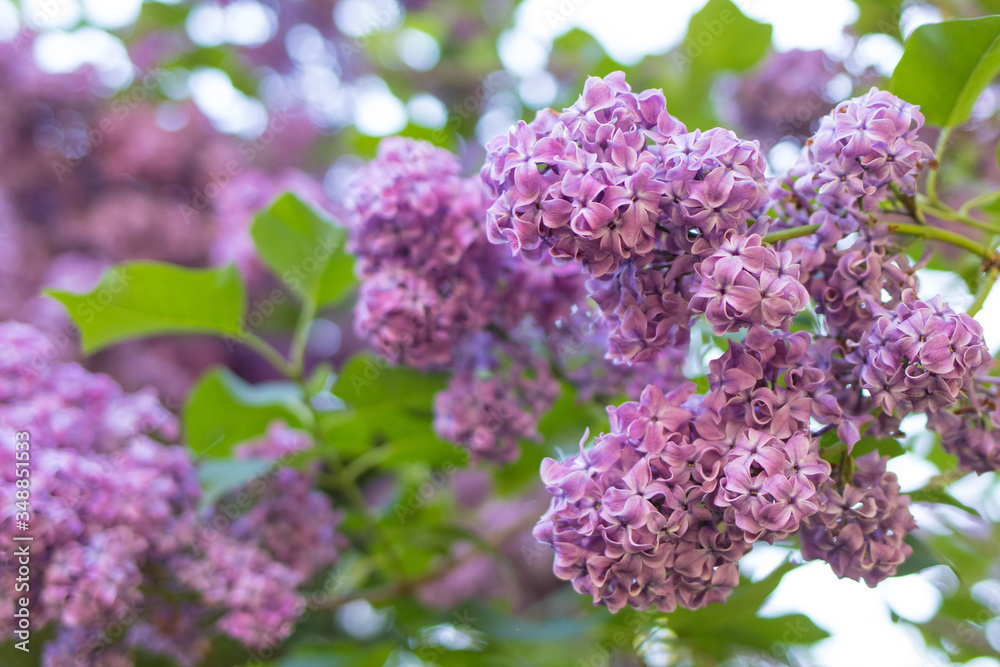 Lilac bush bloom, large beautiful lilac branches in the garden Lilac bush bloom, large beautiful lilac branches in the garden