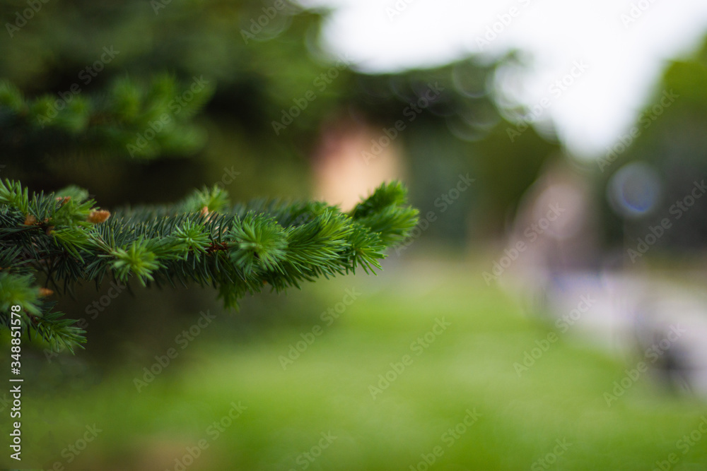 Close up fir tree branch Close up fir tree branch
