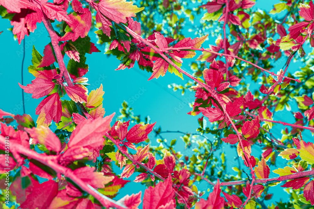Creative colorful layout of exotic plants on blue sky background. Background, banner, nature concept
