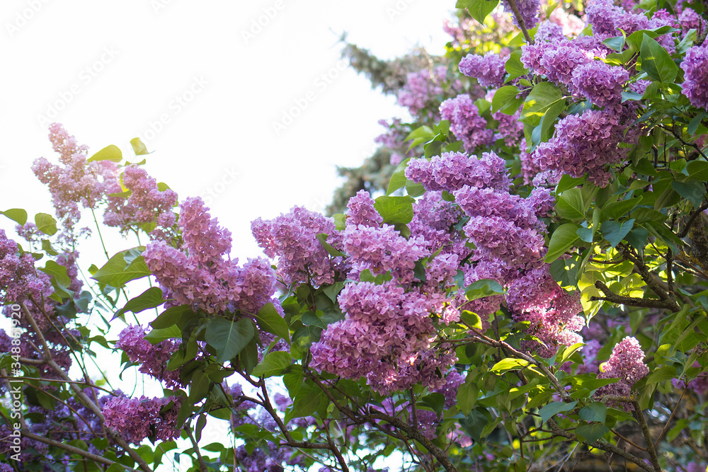 Lilac bush bloom, large beautiful lilac branches in the garden Lilac bush bloom, large beautiful lilac branches in the garden