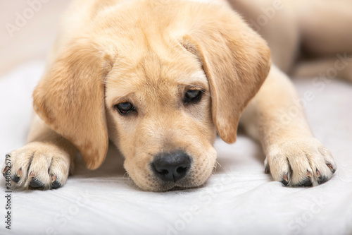 Cute adorable little golden labrador puppy is lying on floor of house.