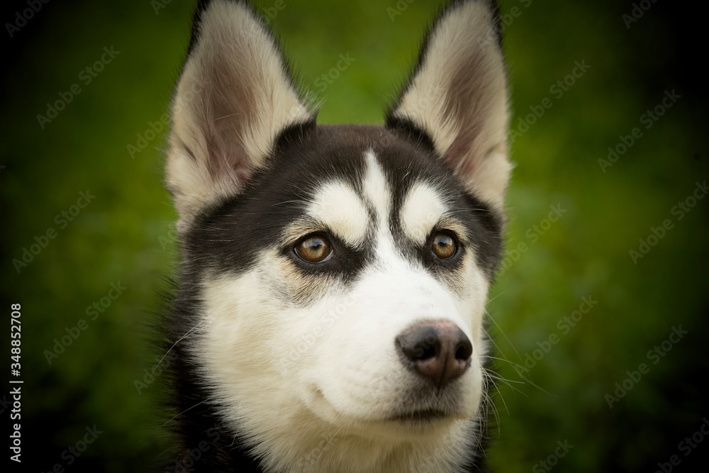 Husky Welpe