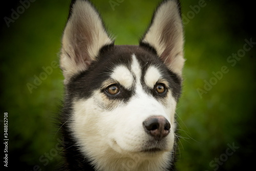 Husky Welpe © rosim86