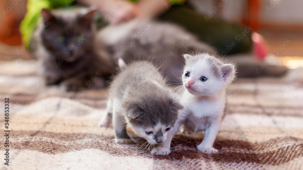 Fototapeta premium Two small kittens are playing next to their mother cat