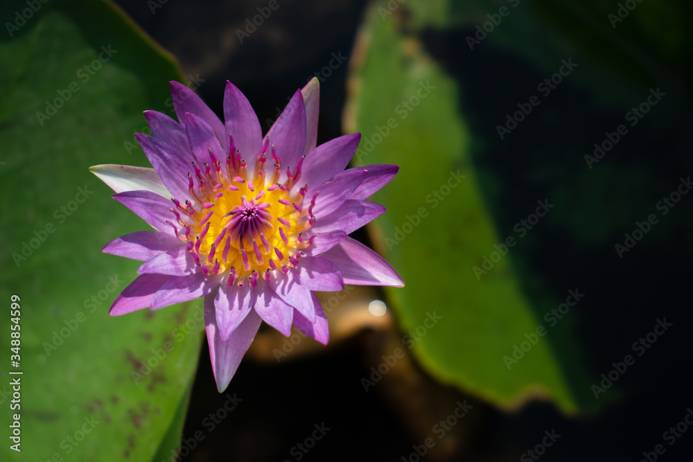 pinky lotus flower in the pond with green water lily pinky lotus flower in the pond with green water lily