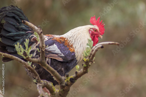 Gallo encima de un árbol 