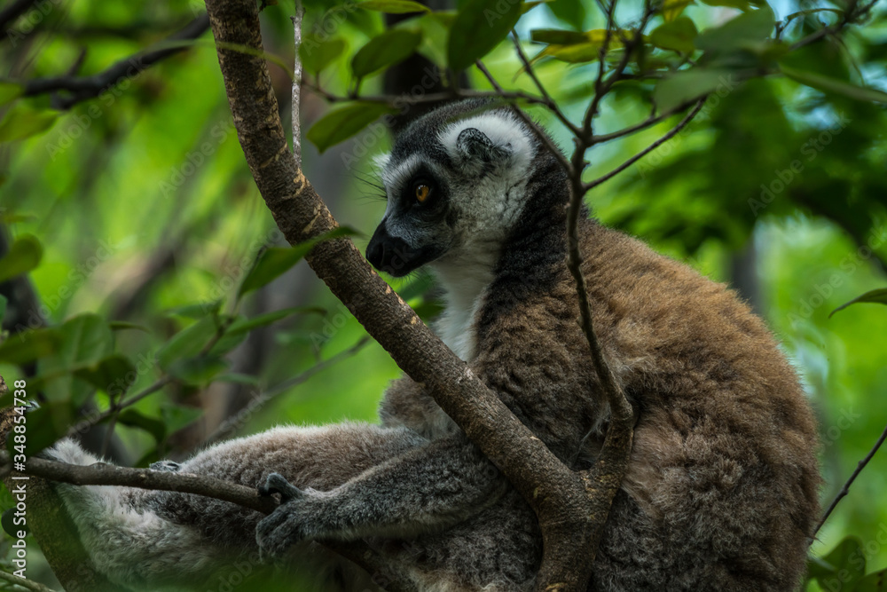 Obraz premium Lemur Madagascar