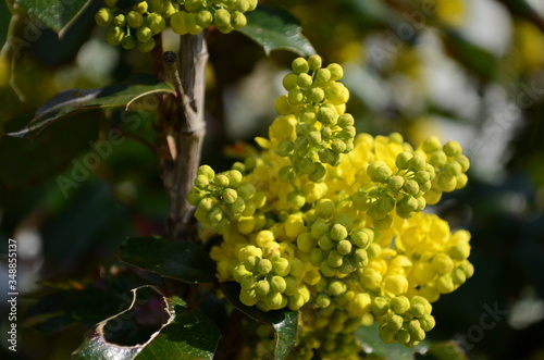 Wallpaper Mural Flowering Mahonia aquifolium. Mahonia aquifolium is a species of flowering plant in the family Berberidaceae, native to western North America. Torontodigital.ca