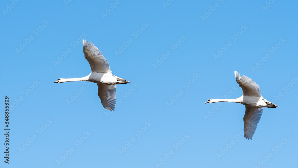 Fototapeta premium two swans in flight