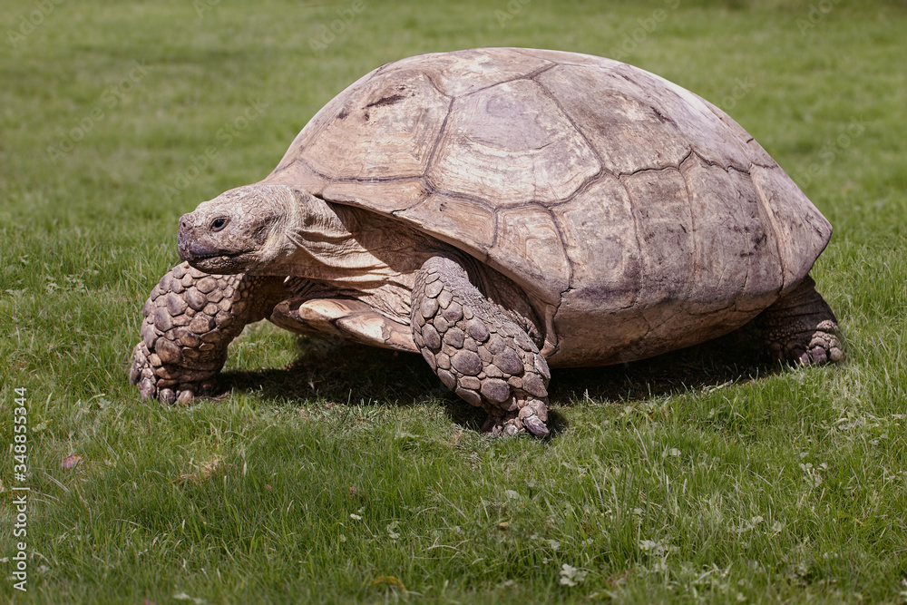 Obraz premium Large turtle in the grass isolated