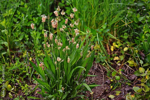 Foto Plantago lanceolata