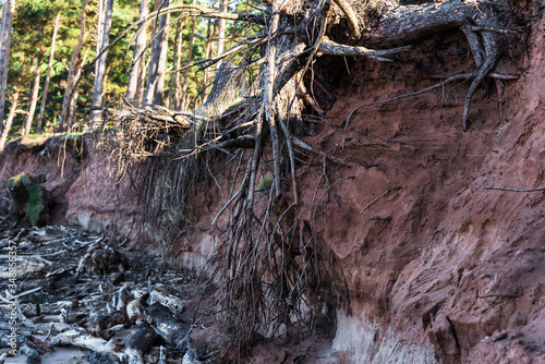 Wallpaper Mural tree roots exposed through coastal erosion Torontodigital.ca