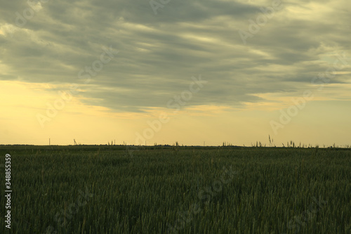 Wheat field at sunset. Agricultural landscape. Spring.