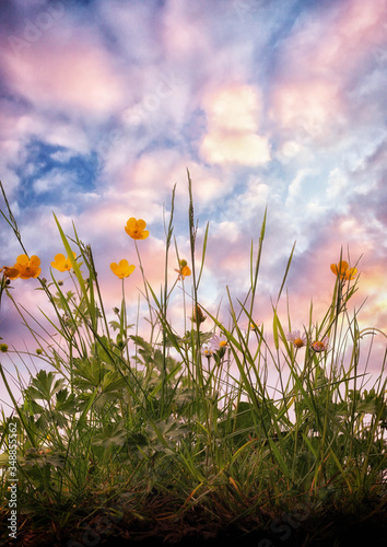 Fototapeta Naklejka Na Ścianę i Meble -  Meadow grass with daisies and buttercups at sunset 