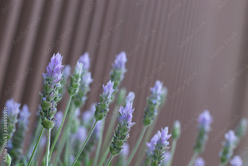 Naklejka premium 茶色の柵の前に置かれたラベンダーの花