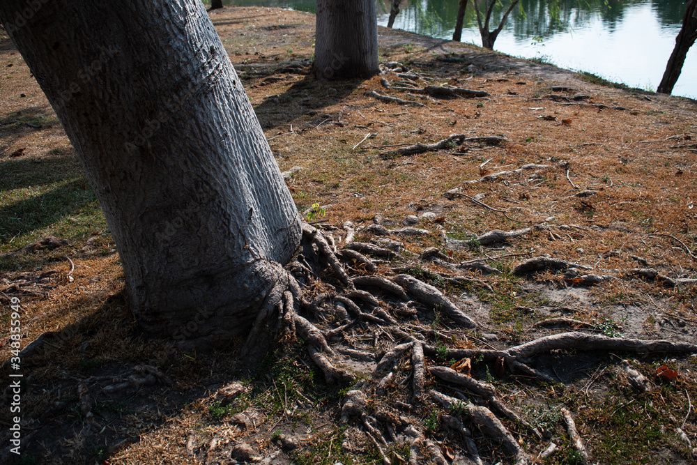 Fototapeta premium tree deep root on the park autumm mid day