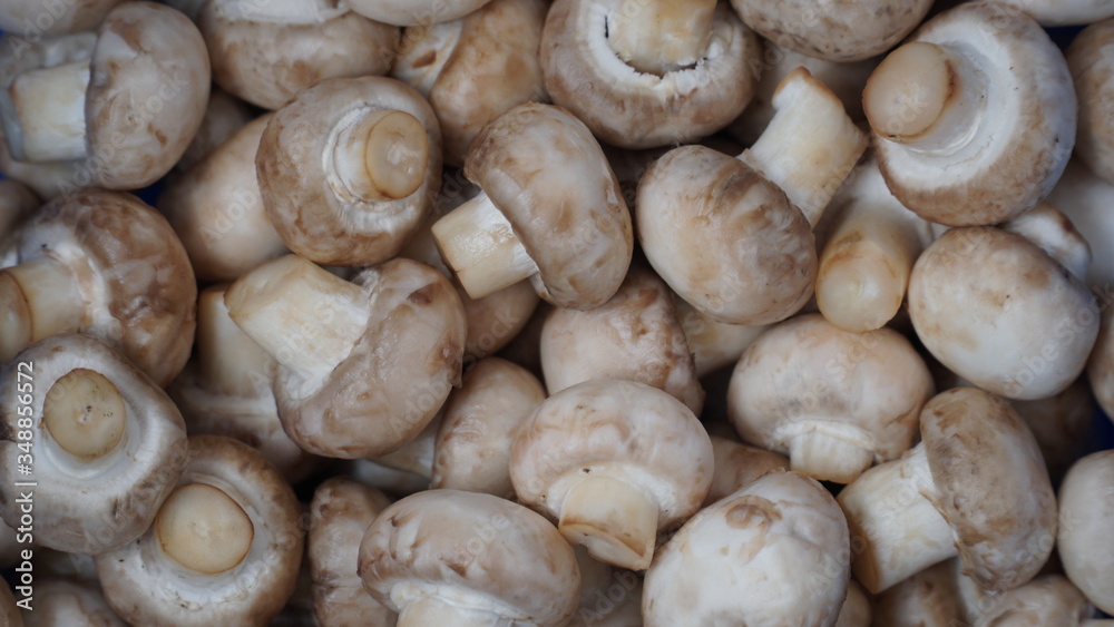 Freshly picked champignons. Background with mushrooms Freshly picked champignons. Background with mushrooms