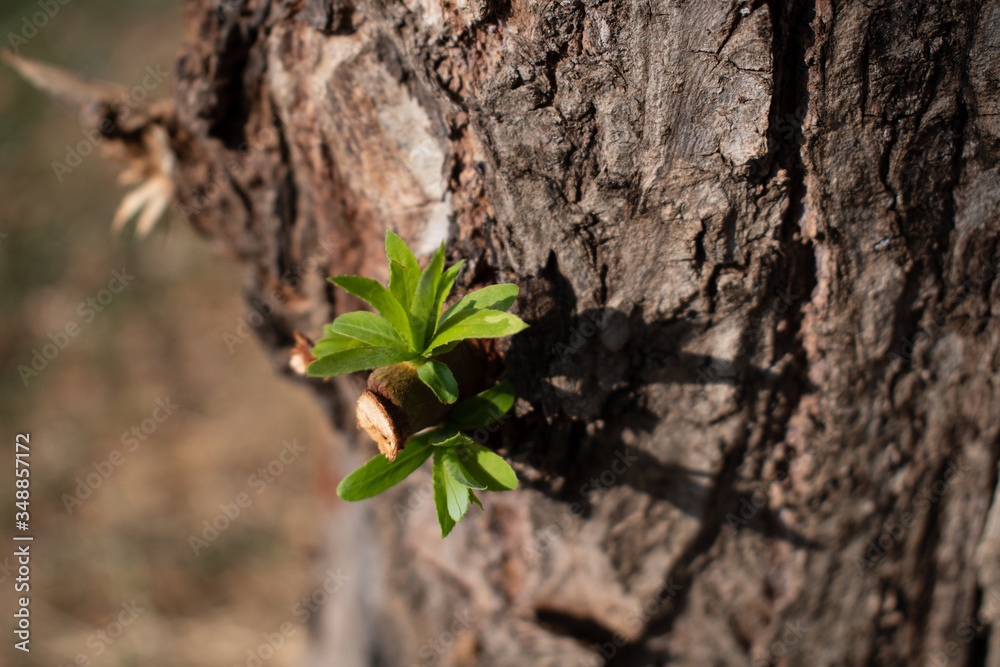 small green little plant grown on the tree close up small green little plant grown on the tree close up