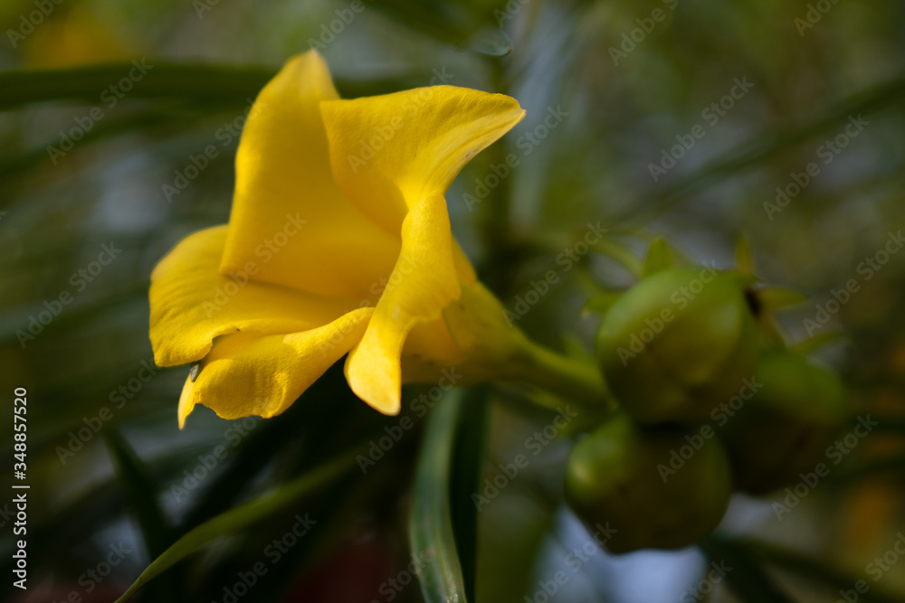vivid fresh yellow bell flower close up on the tree vivid fresh yellow bell flower close up on the tree