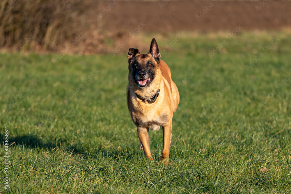 Belgischer Schäferhund rennt im Galopp auf einer Wiese. Belgischer Schäferhund rennt im Galopp auf einer Wiese.